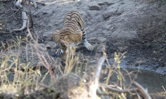 Bardia Jungle Safari