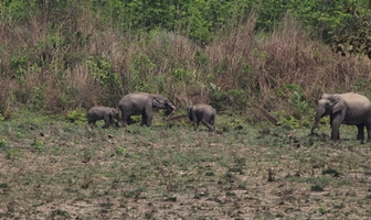 Bardia Jungle Safari