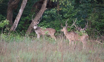 Bardia Jungle Safari