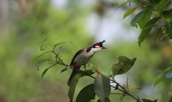 Bird watching in Bardia