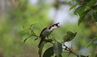 Bird watching tour Bardia