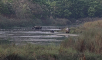 Bardia Jungle Safari