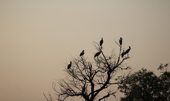 Bird watching in Bardia