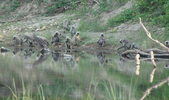 Bardia Jungle Safari