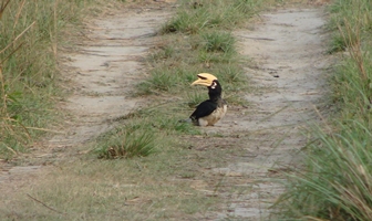 Bird watching in Bardia