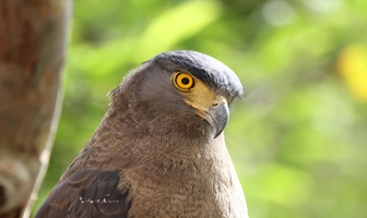 Bird watching in Bardia